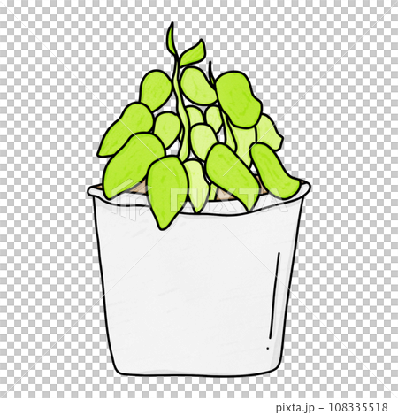 Epipremnum aureum Neon or Potho neon 108335518