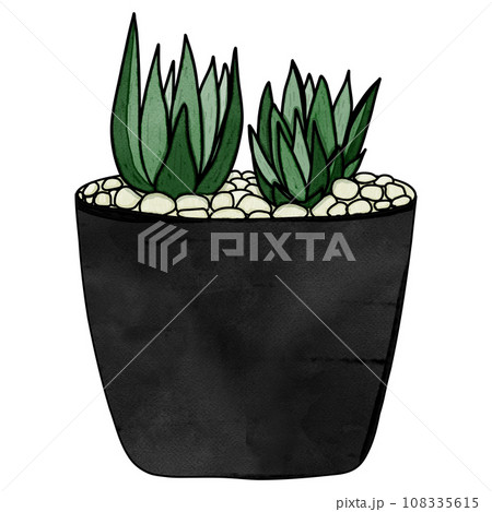 Haworthia plant drawing Haworthia plant drawing 108335615