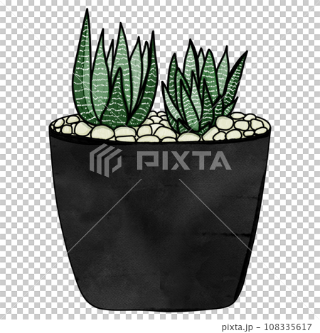 Haworthia plant drawing Haworthia plant drawing 108335617
