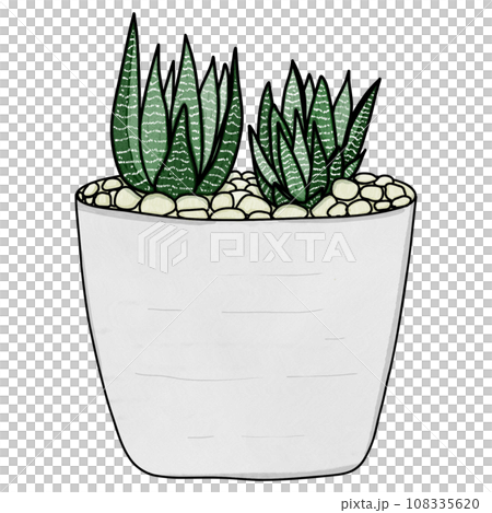 Haworthia plant drawing 108335620