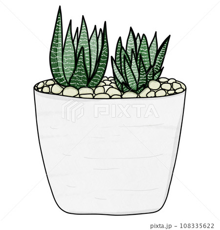 Haworthia plant drawing 108335622