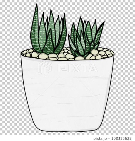 Haworthia plant drawing 108335622