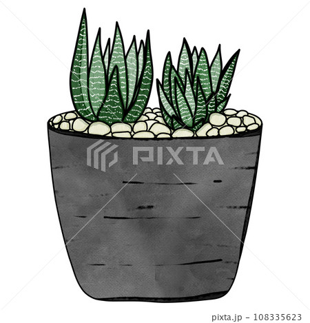 Haworthia plant drawing Haworthia plant drawing 108335623
