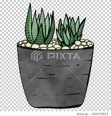Haworthia plant drawing Haworthia plant drawing 108335623