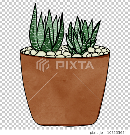 Haworthia plant drawing 108335624