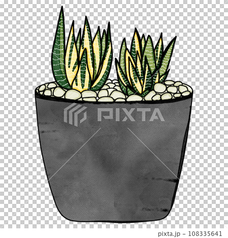 Haworthia variegated plant drawing 108335641