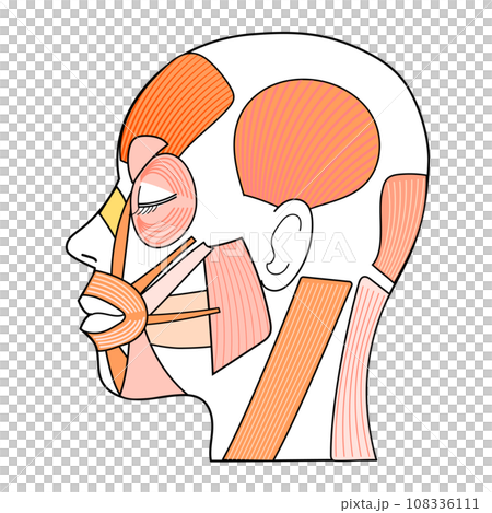 臉部肌肉圖示,側面朝左 臉部肌肉圖示,側面朝左 108336111