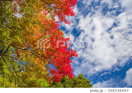 鮮やかな紅葉と秋の空 108336447