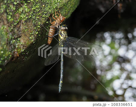 ミナミヤンマ 108336651