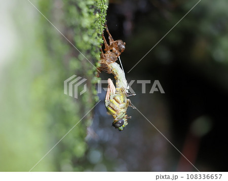 ミナミヤンマ ミナミヤンマ 108336657