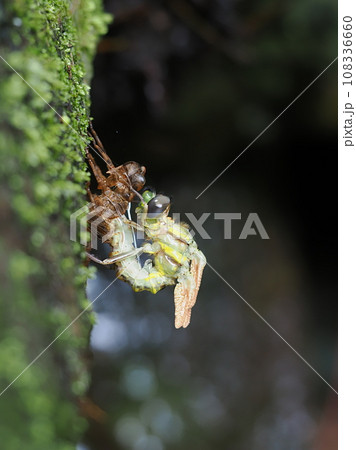 ミナミヤンマ 108336660