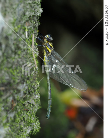 ミナミヤンマ 108336667