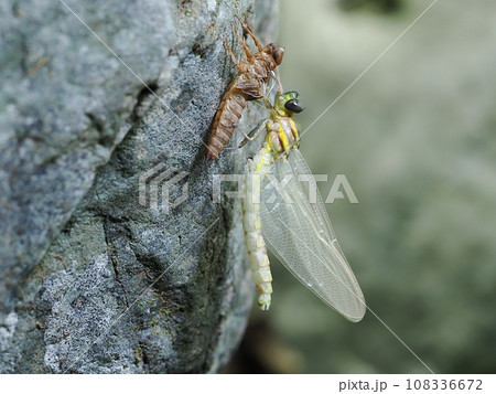 ミナミヤンマ ミナミヤンマ 108336672