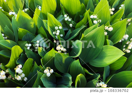 大通公園のすずらん 108336702