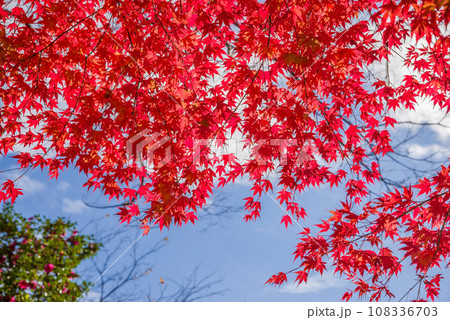 真っ赤な紅葉「青空に映えるモミジの赤い葉っぱ」 108336703