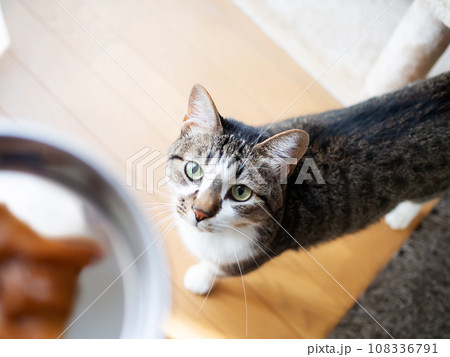 キャットフードの入った皿を見つめる猫 108336791