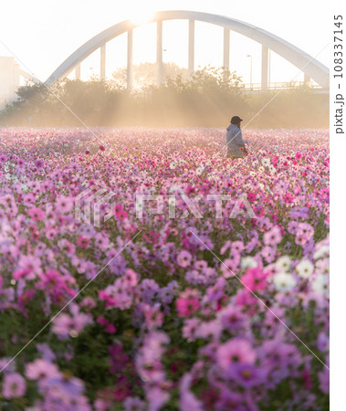 茨城県下妻市 コスモス咲き誇る小貝川ふれあい公園の朝 茨城県下妻市 コスモス咲き誇る小貝川ふれあい公園の朝 108337145