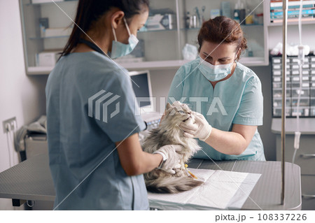 Veterinarian in medical mask examines ear of cute grey cat with assistant in hospital Veterinarian in medical mask examines ear of cute grey cat with assistant in hospital 108337226