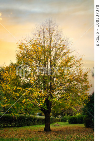 落ち葉のじゅうたんと黄色く紅葉した大きな木の美しい風景 108337378