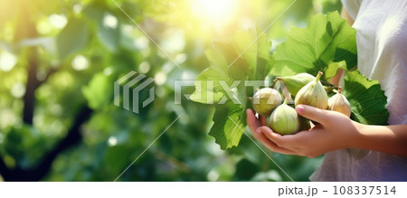Ripe figs in woman hands on the green garden background 108337514