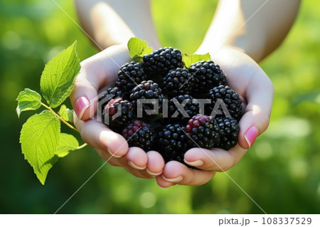 Ripe blackberries in woman hands on the green garden background Ripe blackberries in woman hands on the green garden background 108337529