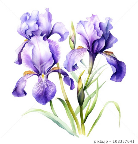 watercolor iris flowers illustration on a white background. watercolor iris flowers illustration on a white background. 108337641