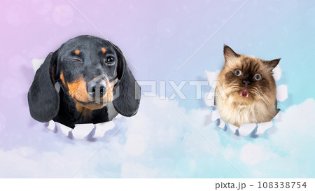 Cute animal Cute animal 108338754