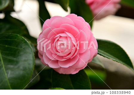 乙女椿の花 108338940