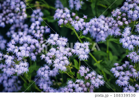 秋に咲く様々な花の美しい風景 108339530