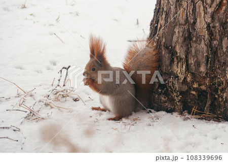 Hungry Park Squirrel with a Nut in Winter Forest 108339696