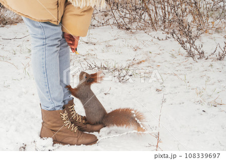 Hungry Park Squirrel and Kind Girl in Winter Forest. Animals Feeding 108339697