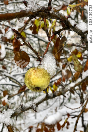 icy apple hanging on tree branch in the garden after the first snowfall 108339752