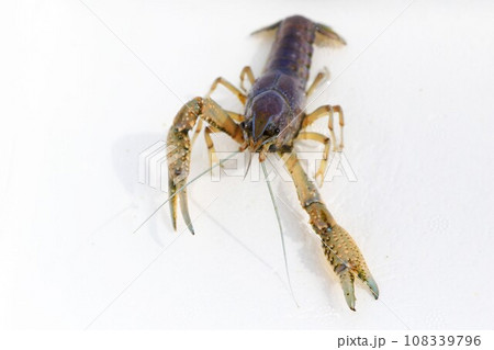 鳩山町の農業用水路で捕獲した突然変異の青白いアメリカザリガニの生態写真 108339796