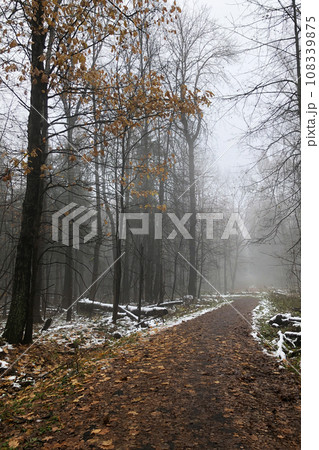 empty dirt road covered with fallen leaves and first snow in the forest in foggy autumn day empty dirt road covered with fallen leaves and first snow in the forest in foggy autumn day 108339875