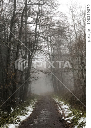 empty dirt road covered with fallen leaves and first snow in the forest in foggy autumn day 108339879