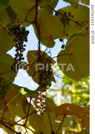 Close-up on red grapes 108340208