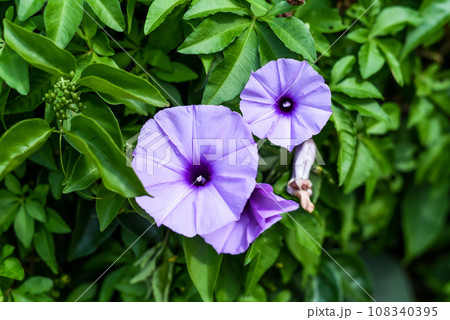 Ipomoea cairica or mile-a-minute vine, Messina creeper, Cairo morning glory, coast morning glory and railroad creeper Ipomoea cairica or mile-a-minute vine, Messina creeper, Cairo morning glory, coast morning glory and railroad creeper 108340395
