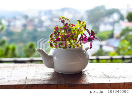 Coleus plant in creative flower pot as teapot against mountain landscape Coleus plant in creative flower pot as teapot against mountain landscape 108340396