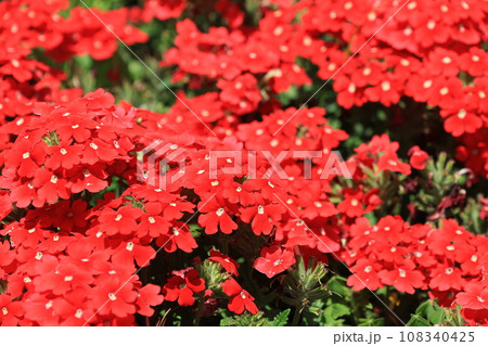 一面に咲いているビジョサクラの赤い花 108340425