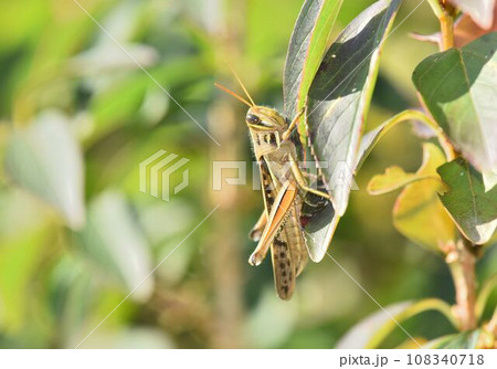 木の葉に止まっているツチイナゴ 木の葉に止まっているツチイナゴ 108340718