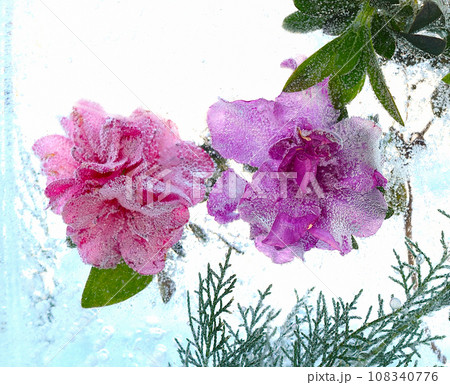 Frozen Japanese Camellia flower inside of ice 108340776