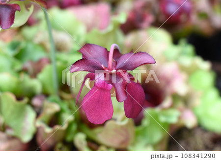 Sarracenia purpurea carnivorous plant close up 108341290