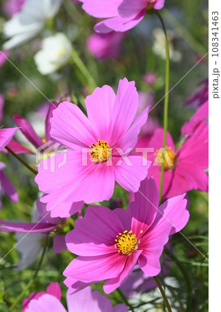 コスモス 108341463