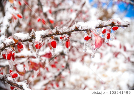 Frozen barberry berries hanging on a branch in snow and ice on a winter day. Russia 108341499