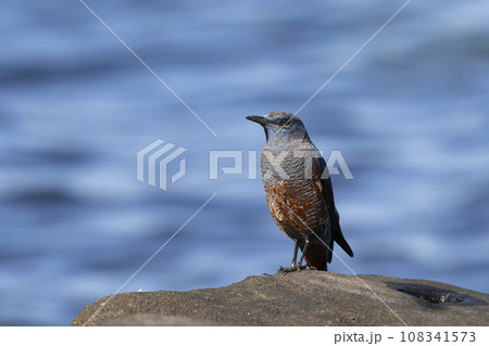 イソヒヨドリ 108341573