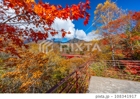 八ヶ岳　紅葉と赤い橋（東沢橋）　山梨県北杜市 108341917