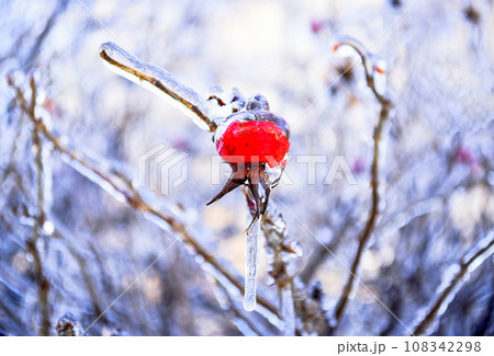 Selective focus of frozen rosehip berry growing on a branch covered with ice and icicle on a winter day in Russia Selective focus of frozen rosehip berry growing on a branch covered with ice and icicle on a winter day in Russia 108342298