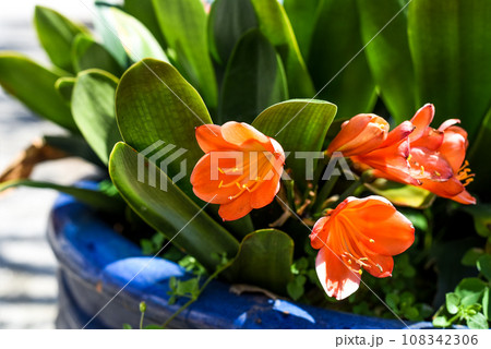 Clivia miniata the Natal lily or bush lily flower growing in flower pot in Vietnam Clivia miniata the Natal lily or bush lily flower growing in flower pot in Vietnam 108342306