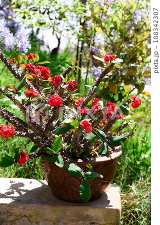 Euphorbia milii, the crown of thorns, Christ plant, or Christ thorn growing in Vietnam Euphorbia milii, the crown of thorns, Christ plant, or Christ thorn growing in Vietnam 108342307