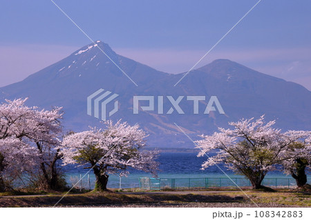 福島県郡山市湖南町浜路 湖岸の満開のソメイヨシノ桜並木と猪苗代湖越しの磐梯山 福島県郡山市湖南町浜路 湖岸の満開のソメイヨシノ桜並木と猪苗代湖越しの磐梯山 108342883